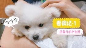 娱乐吃瓜君小奶狗,揭秘娱乐圈那些不为人知的幕后故事