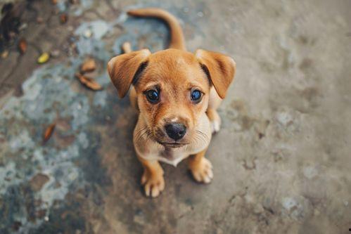 吃瓜娱乐酱小狗拍照,吃瓜娱乐酱与小狗的欢乐拍照时光