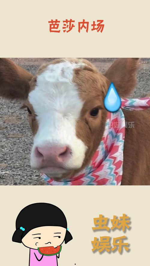 娱乐吃瓜君抖音号