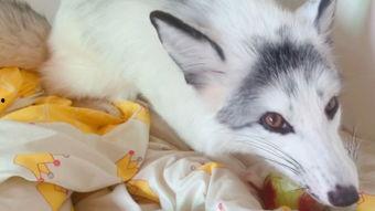 娱乐吃瓜酱狐狸