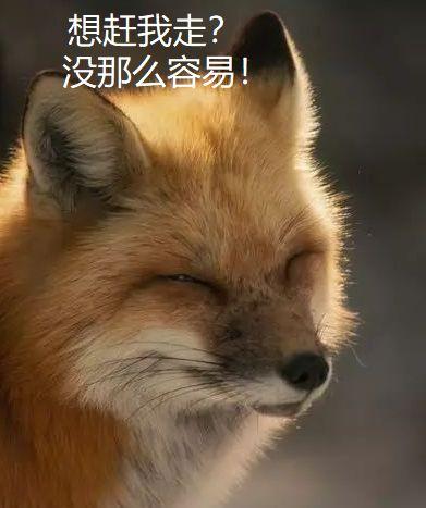 娱乐吃瓜酱狐狸